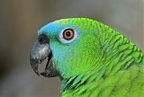 Yellow-crowned Parrot